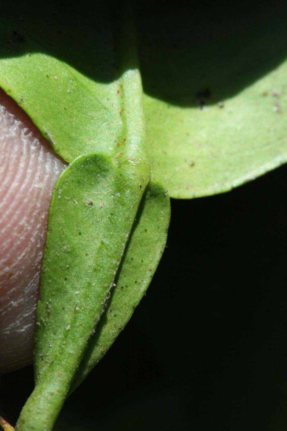              Petiole (Riverside, CA)       